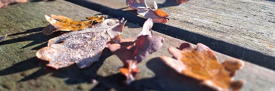 Beitragsbild Monatsrückblick November