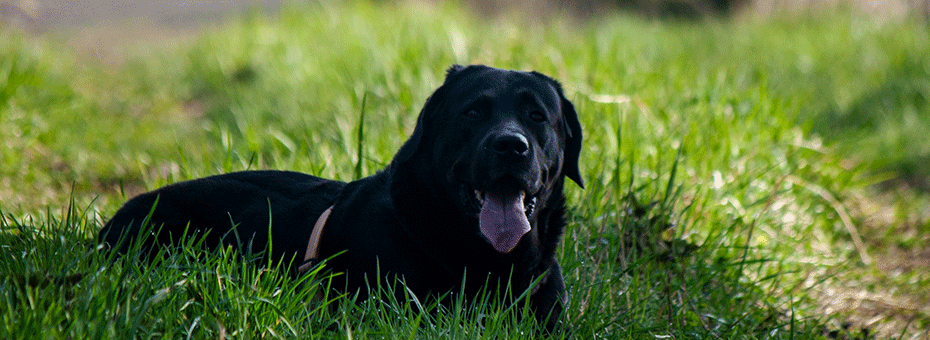 Umwelt und Natur - Labrador im Frühlingsgras