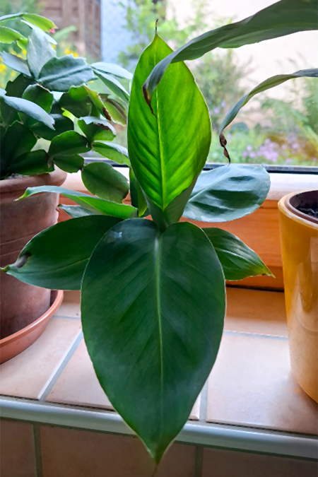 Zierbanane, Ableger