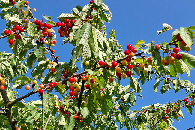 Reife Kirschen am Baum