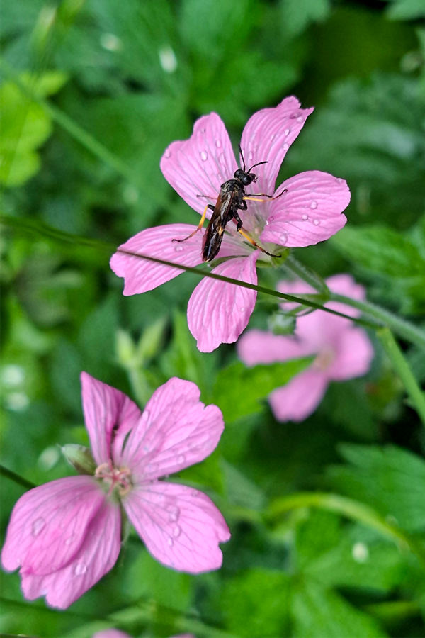 Waldstorchschnabel mit Weißgebänderte Rosenblattwespe