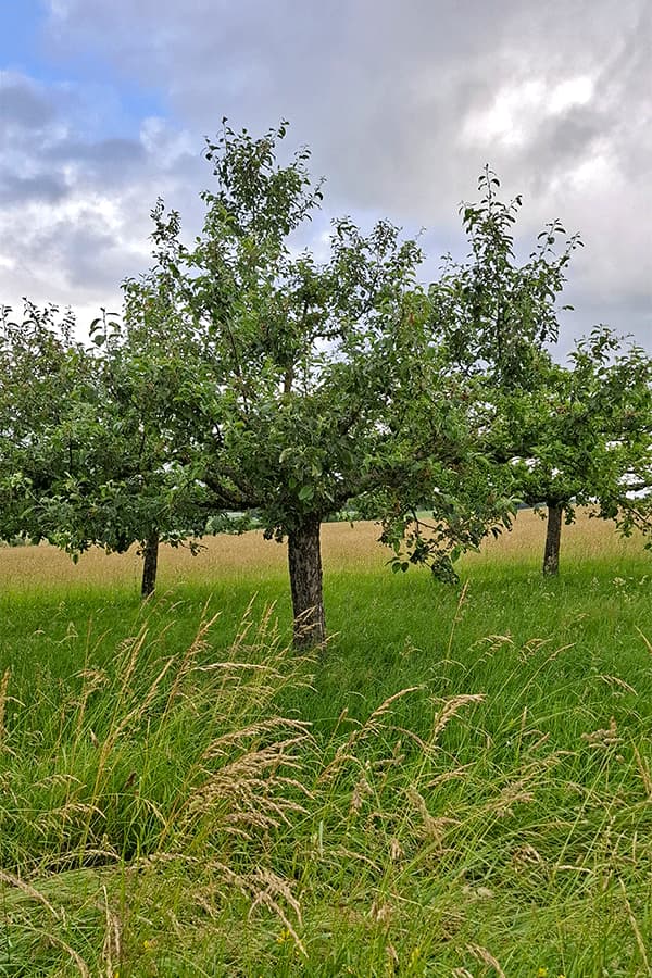 Streuobstwiese mit Apfelbäumen