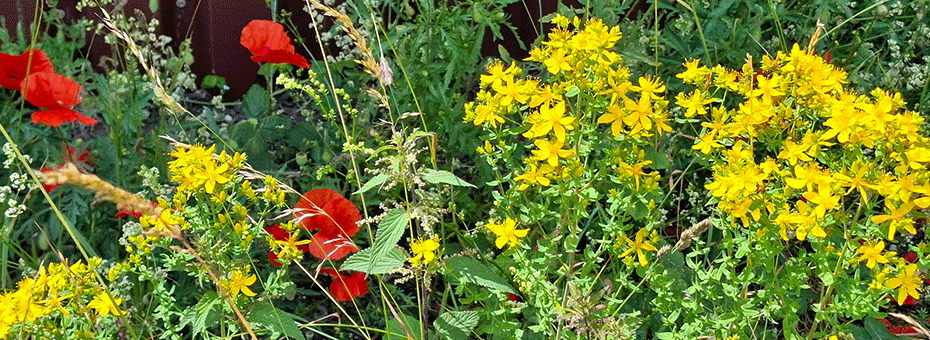 Vielfalt am Wegrand - Klatschmohn und Johanniskraut