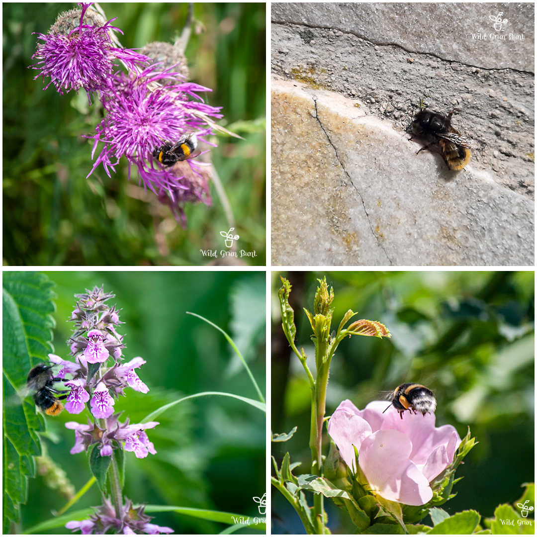 Fotocollage mit Hummeln und Wildbienen an Wilblumen