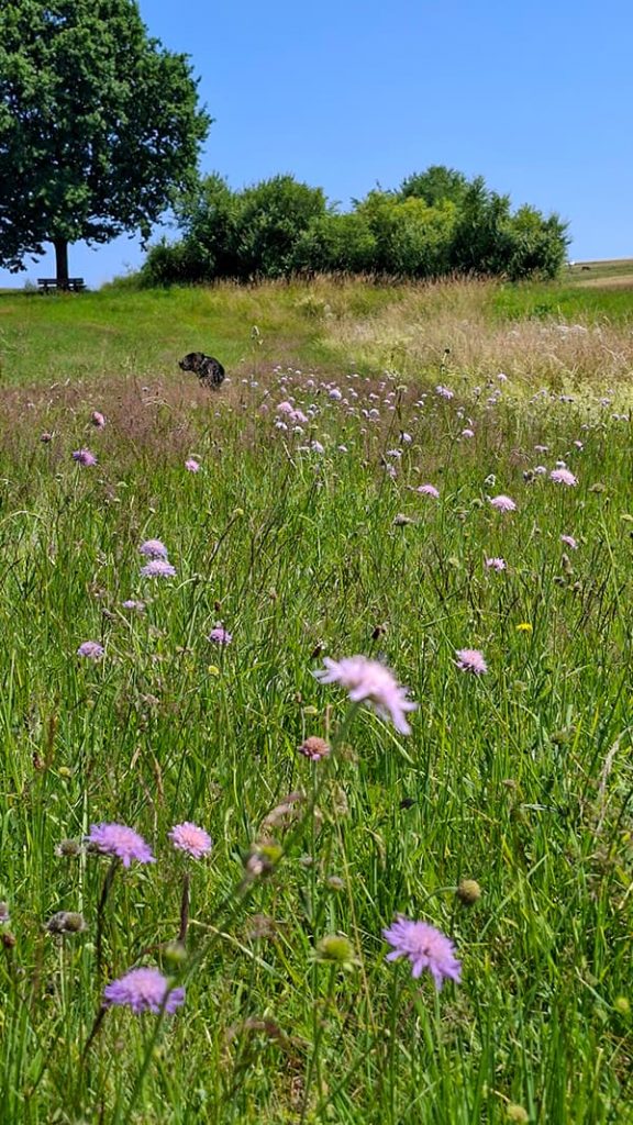 Wiese im Sommer, mit Wiesen Skabiose, eine Eiche und Hecke im Hintergrund