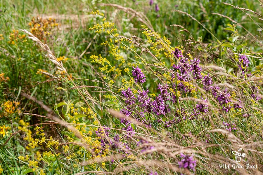 Wilde Wiese im Sommer, mit Ziest, Echtes Labkraut, Johanniskraut